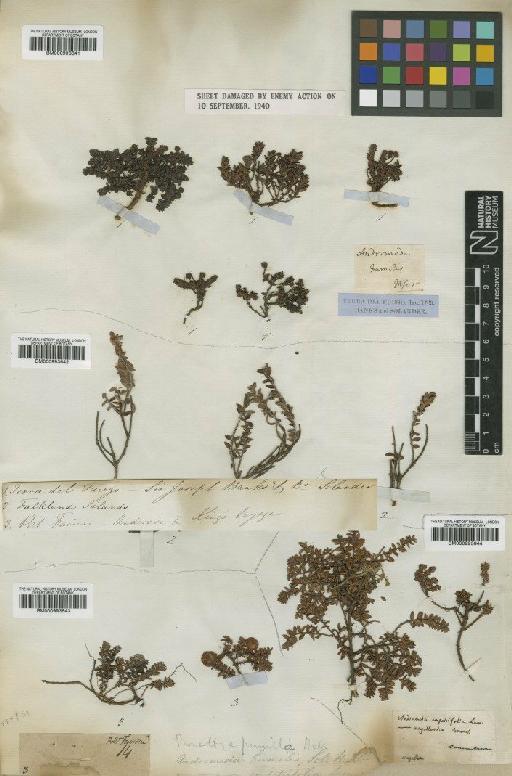 Pernettya pumila (L.f.) Hook. - BM000993643