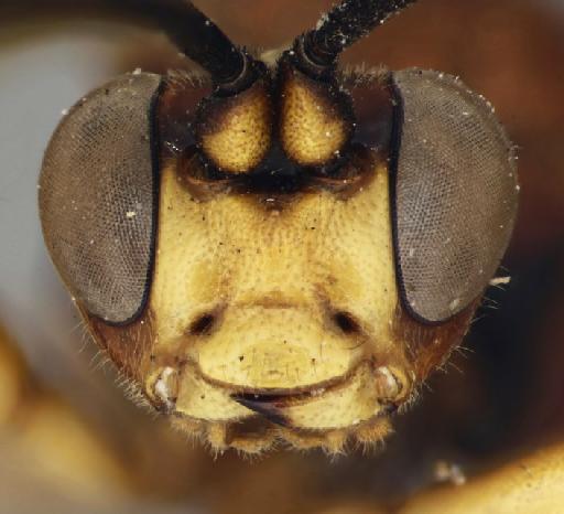 Degithina exhilarata (Smith, 1876) - Degithina_exhilarata_holotype_face_1399770