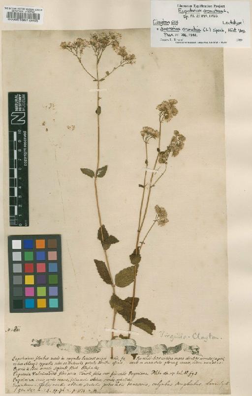 Eupatorium aromaticum L. - BM000051683