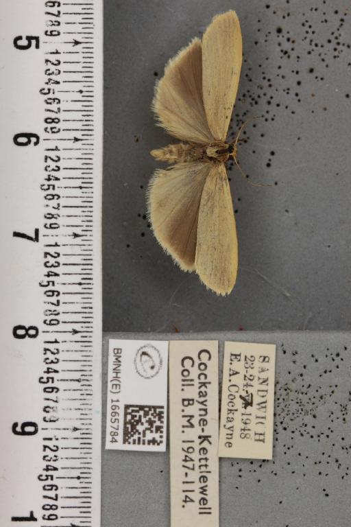 Eilema pygmaeola pygmaeola (Doubleday, 1847) - BMNHE_1665784_289835