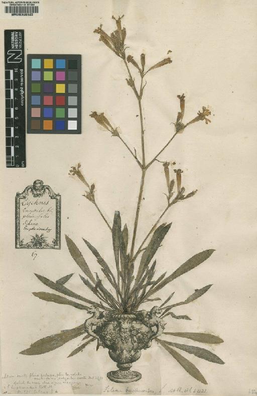 Silene bupleuroides L. - BM000628522