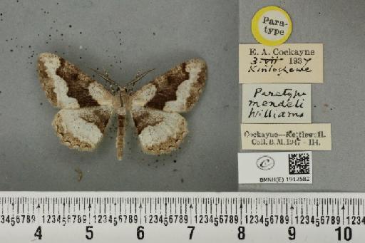 Alcis repandata repandata ab. mendeli Williams, 1950 - BMNHE_1912582_478674