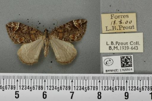 Dysstroma citrata citrata (Linnaeus, 1761) - BMNHE_1765914_351417