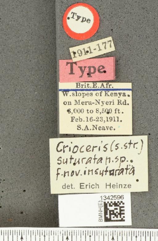 Crioceris (Crioceris) suturata Heinze, 1931 - BMNHE_1342596_label_12721