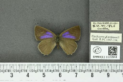 Neozephyrus quercus ab. bellus-obsoletus Tutt, 1907 - BMNHE_1135944_94041