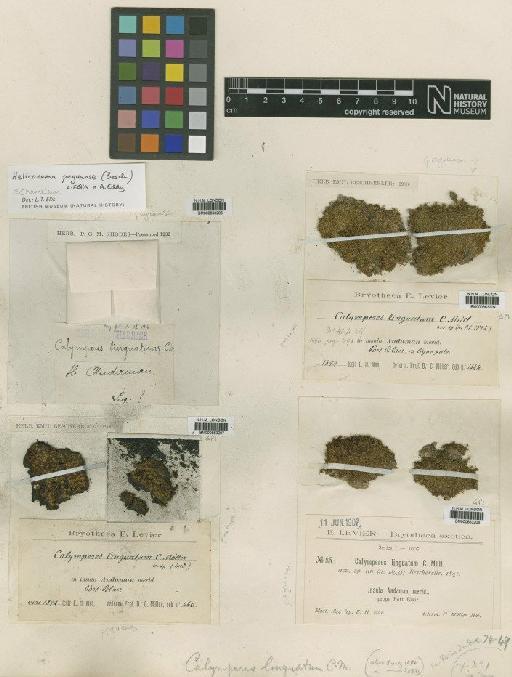 Chameleion peguense (Besch.) L.T.Ellis & A.Eddy in A.Eddy - BM000663207_a