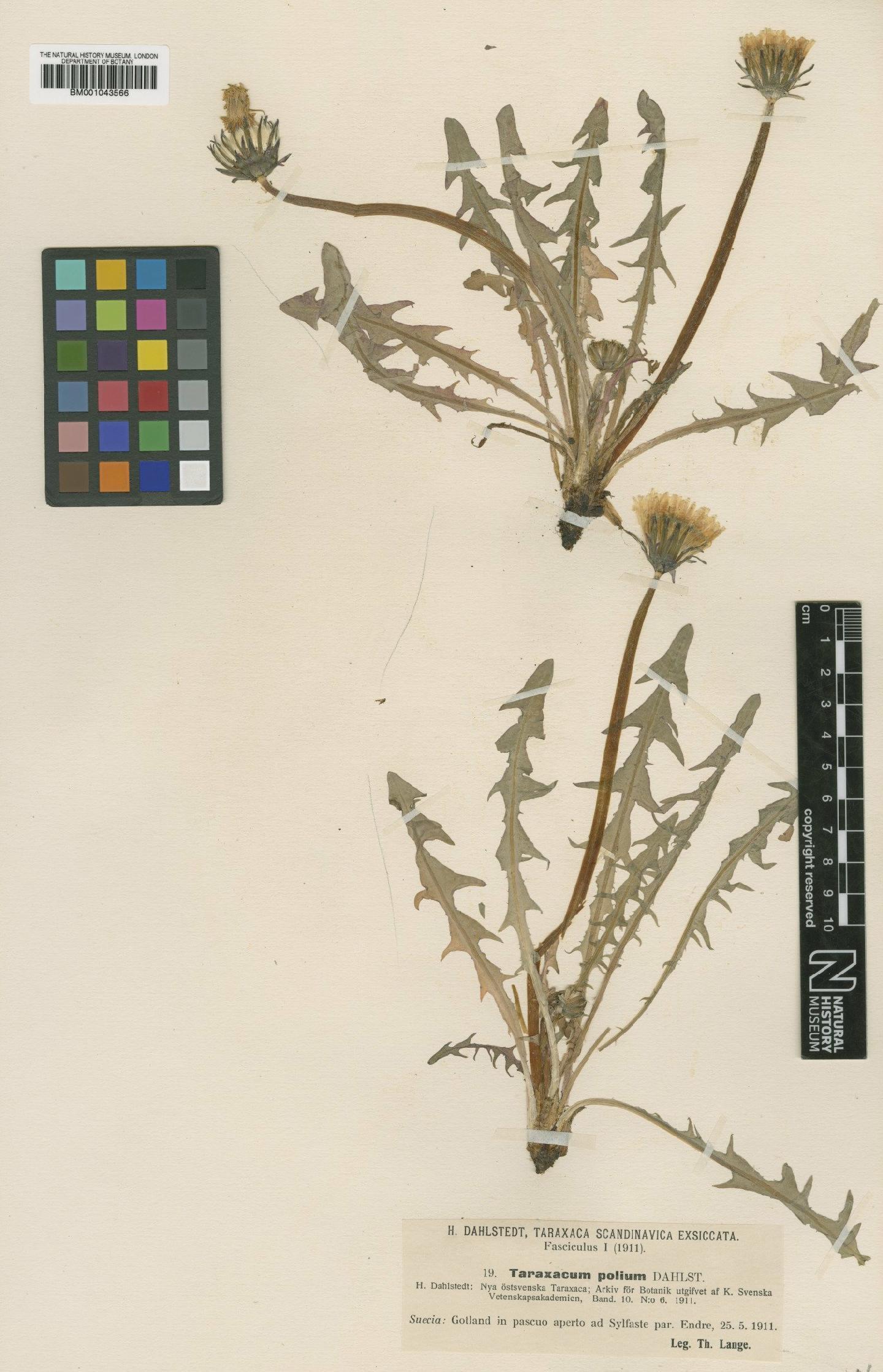 To NHMUK collection (Taraxacum polium Dahlst.; Type; NHMUK:ecatalogue:2201141)