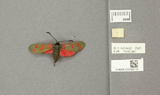 Zygaena (Zygaena) filipendulae stephensi Dupont, 1900 - 015192710_additional