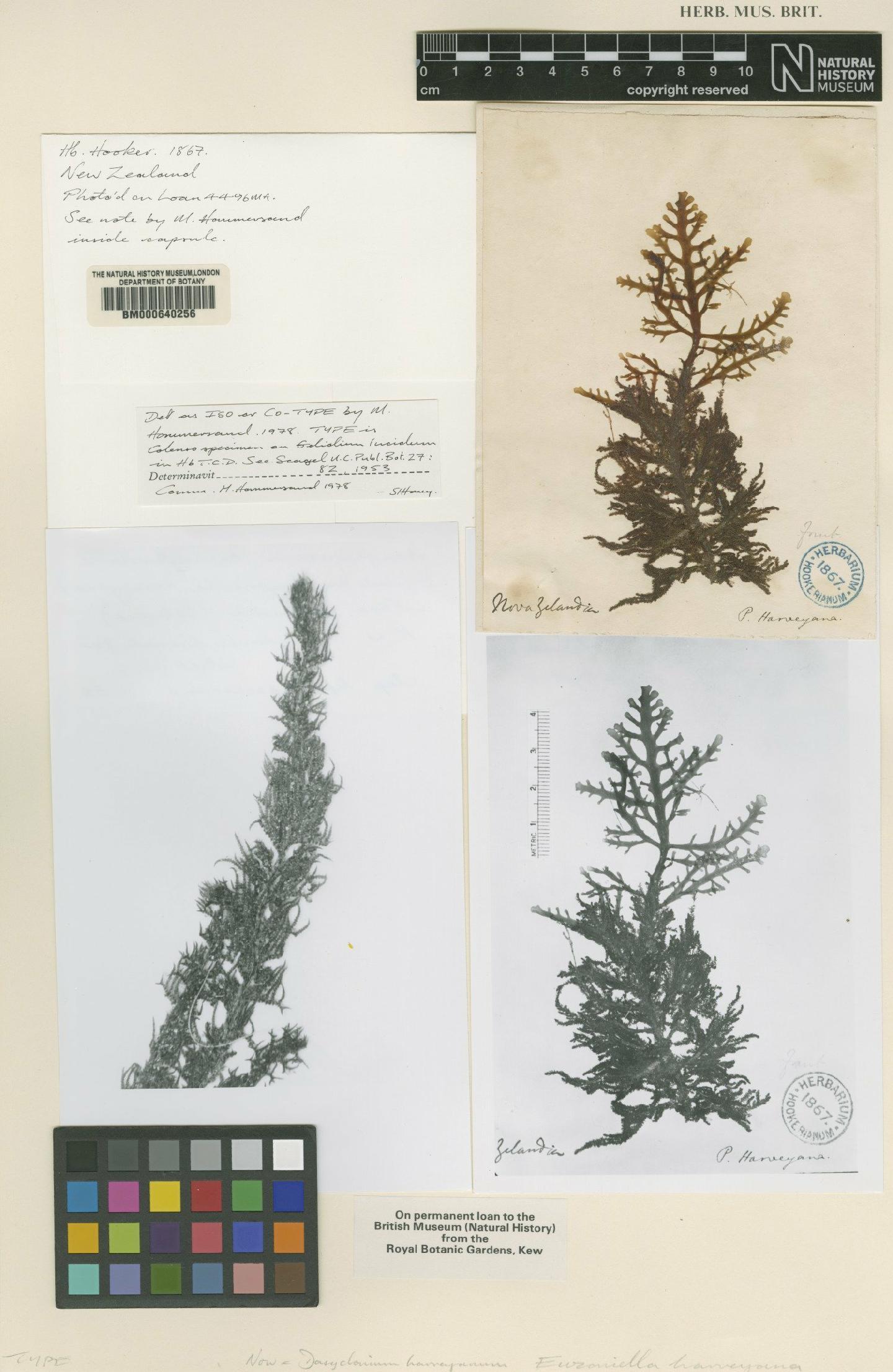 To NHMUK collection (Dasyclonium harveyanum (Decne. ex Harv.) Kylin; Isotype; NHMUK:ecatalogue:4792635)