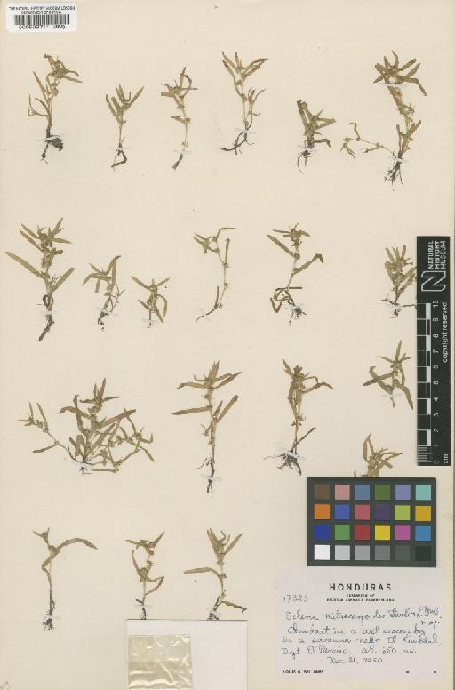 Scleria mitracarpoides Standl. & L.O.Williams - BM000598711