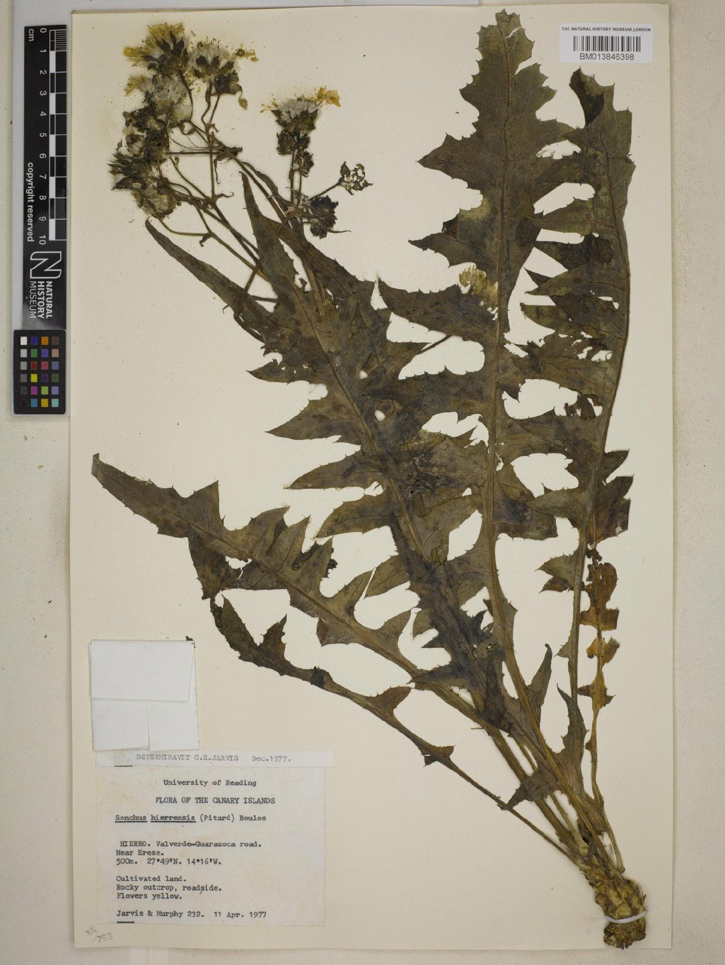 To NHMUK collection (Sonchus hierrensis (Pit.) Boulos; NHMUK:ecatalogue:9075092)