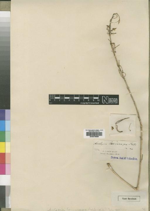 Gomphocarpus stenophyllus Oliv. - BM000795898