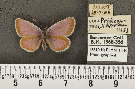 Plebejus argus argus ab. pallida Tutt, 1909 - BMNHE_501146_152568