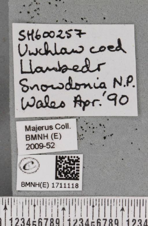 Polyploca ridens (Fabricius, 1787) - BMNHE_1711118_label_259845