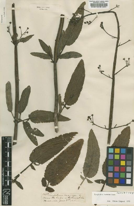 Scrophularia racemosa Lowe - BM000072048