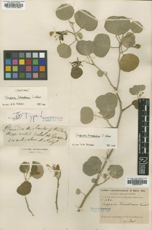 Capparis tweediana Eichler - BM000537926