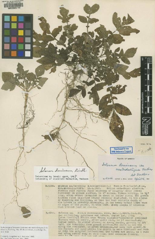 Solanum demissum Lindl. - BM000606193