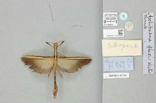 Orthomeria (Parorthomeria) alexis (Westwood, 1859) - 012496937_73650_93743