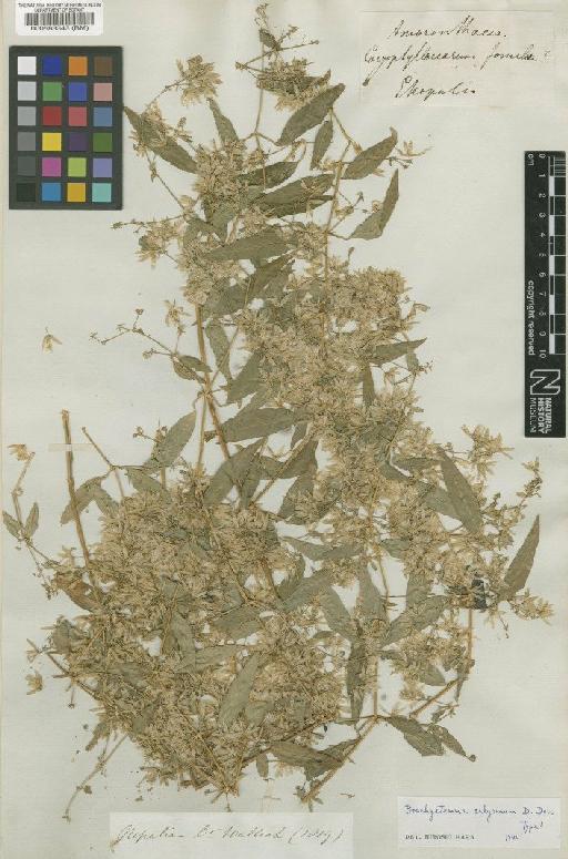 Brachystemma calycinum D.Don - BM000583343