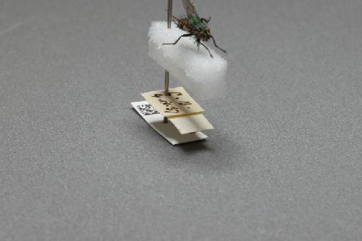 Sarcophaga (Myorhina) nigriventris Meigen, 1826 - 015091922_additional_4