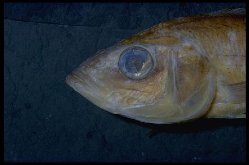 Haplochromis fusiformis Greenwood & Gee, 1969 - Haplochromis fusiformis; 1968.8.30.28