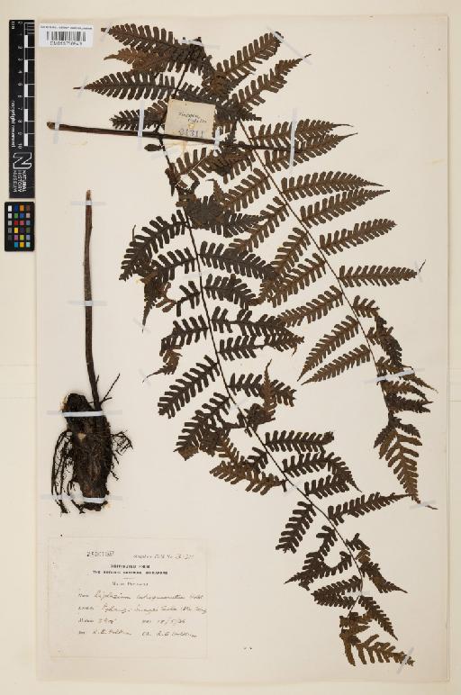 Diplazium latisquamatum Holttum - 013736943