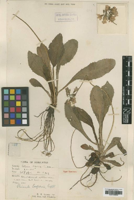Primula cooperi Balf.f. - BM000996866