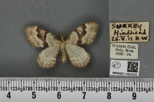 Xanthorhoe montanata montanata (Denis & Schiffermüller, 1775) - BMNHE_1610251_312973