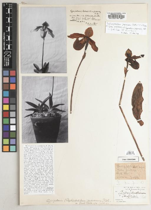 Paphiopedilum papuanum (Ridl.) L.O.Williams - BM000023076