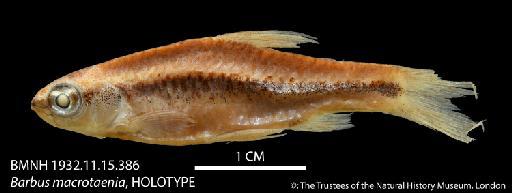 Barbus macrotaenia Worthington, 1933 - BMNH 1932_11_15_386 Barbus macrotaenia, HOLOTYPE