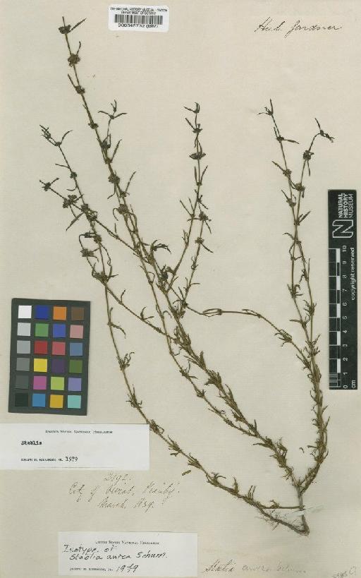 Staelia aurea K.Schum. - BM000546732