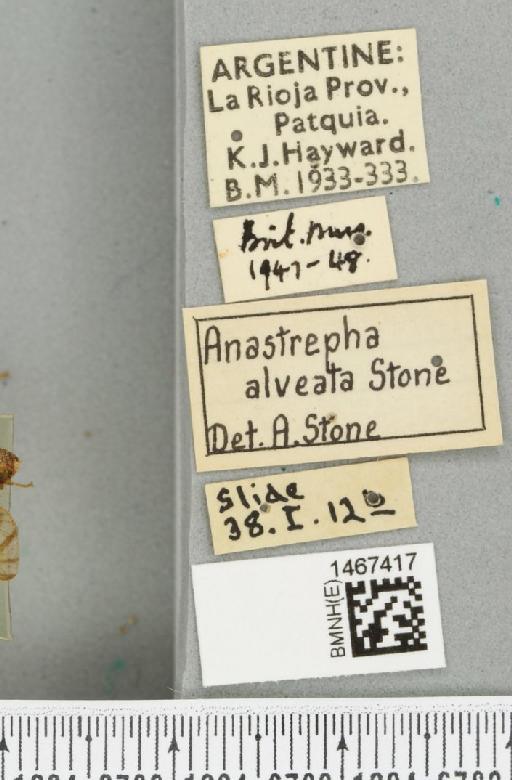 Anastrepha alveata Stone, 1942 - BMNHE_1467417_label_40312