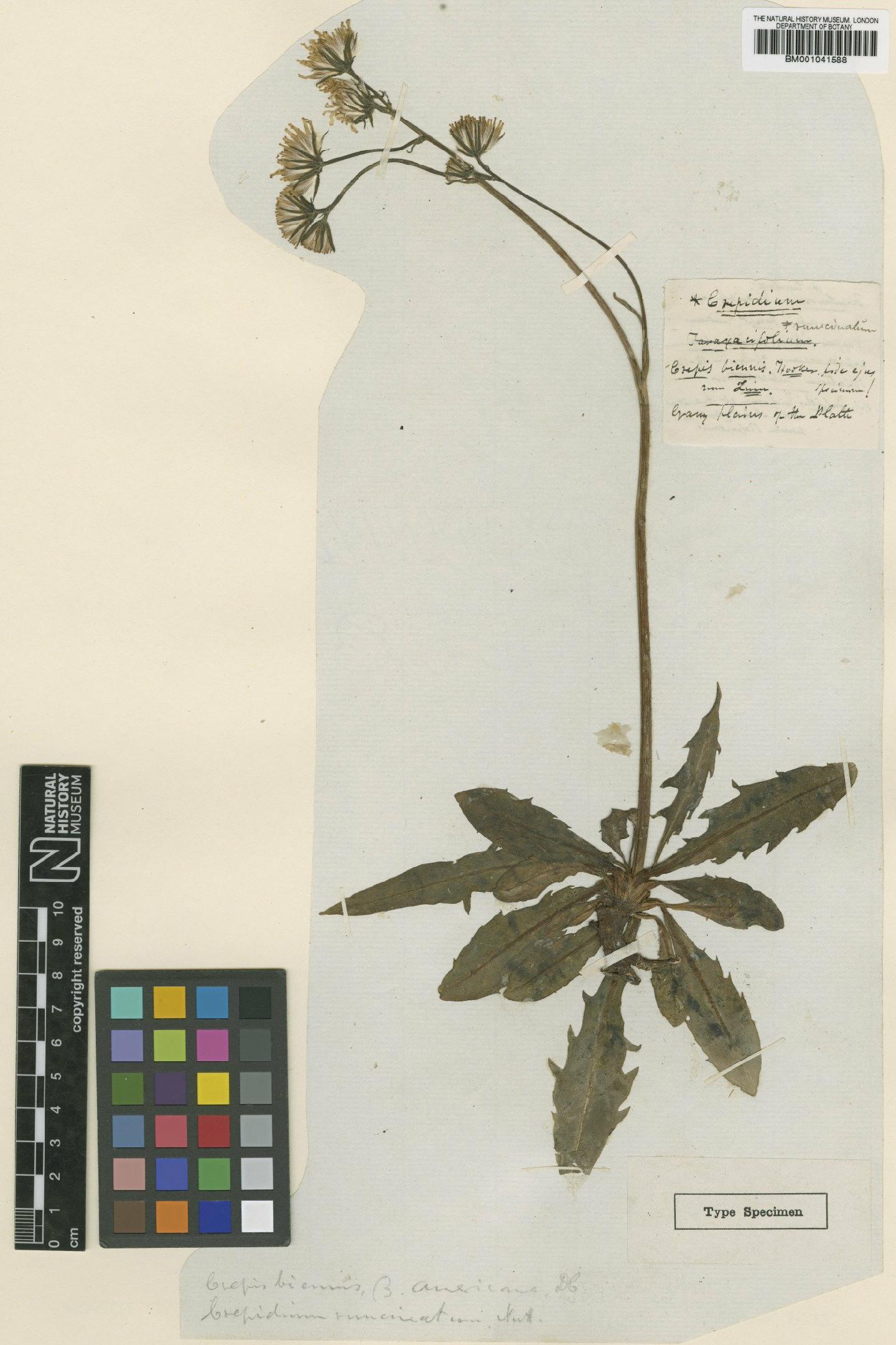 To NHMUK collection (Crepis runcinata subsp. typica Babc. & Stebbins; Type; NHMUK:ecatalogue:1162582)