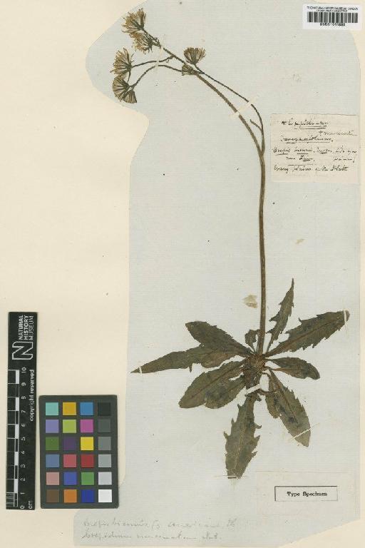 Crepis runcinata subsp. typica Babc. & Stebbins - BM001041588