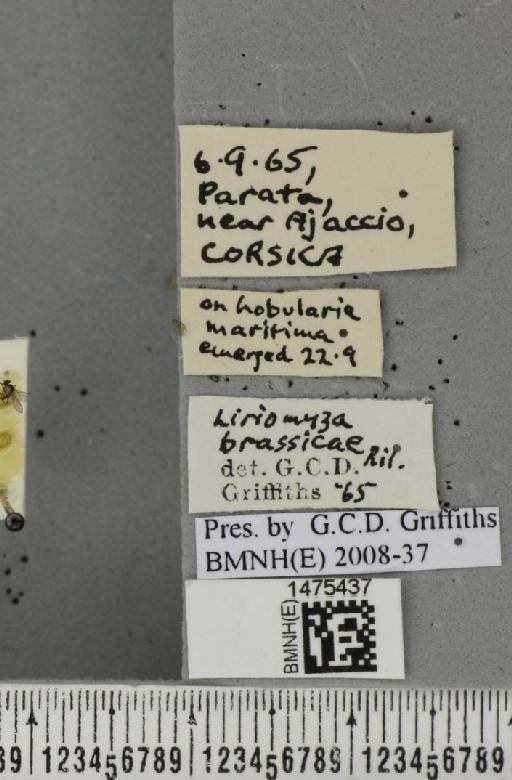 Liriomyza brassicae (Riley, C.V., 1884) - BMNHE_1475437_label_49240