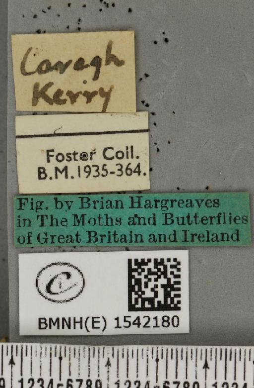 Leucodonta bicoloria (Denis & Schiffermüller, 1775) - BMNHE_1542180_label_282517