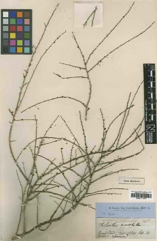 Phyllanthus pusillifolius S.Moore - BM001014883