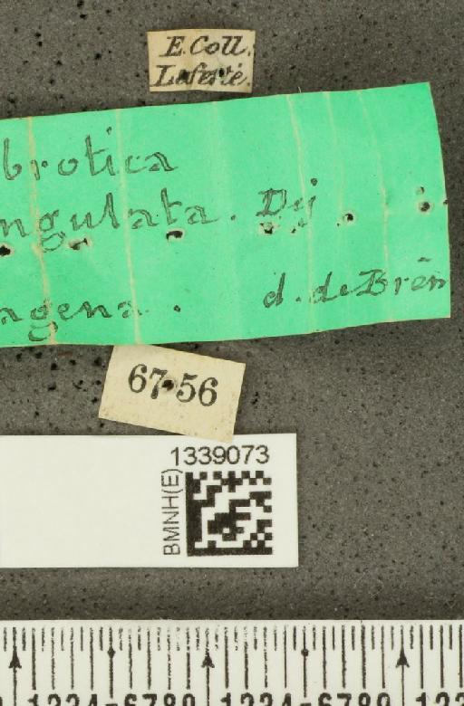 Isotes cinctella (Chevrolat, 1844) - BMNHE_1339073_label_21761