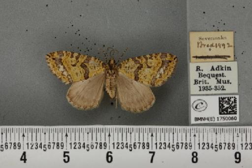 Hydriomena furcata ab. flavitincta Culot, 1918 - BMNHE_1750060_327732