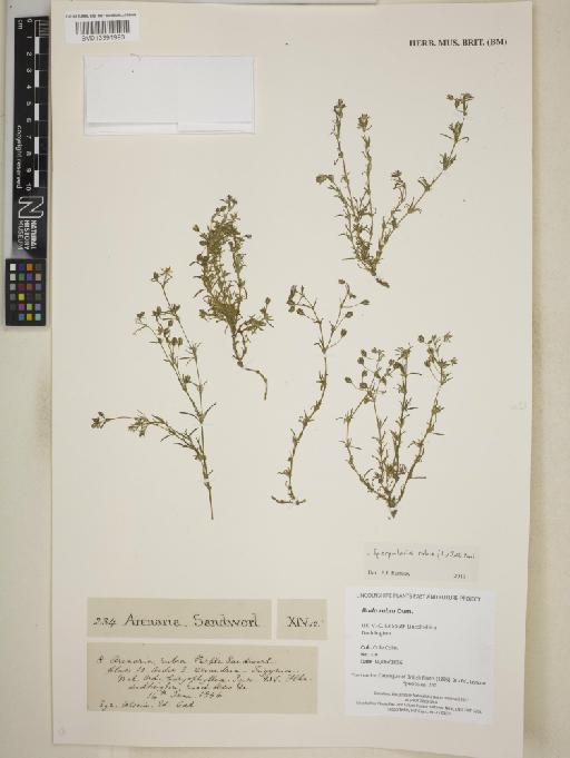 Spergularia rubra (L.) J.Presl & C.Presl - BM013391993