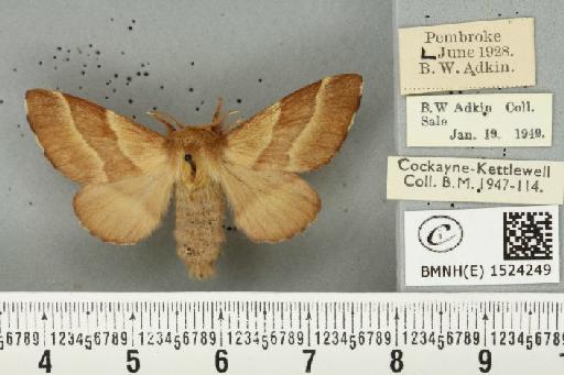 Malacosoma neustria (Linnaeus, 1758) - BMNHE_1524249_190603