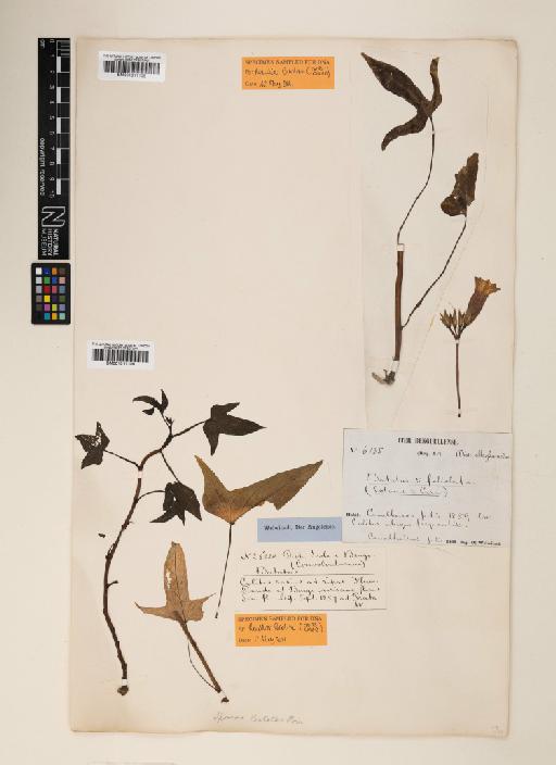 Ipomoea batatas (L.) Lam. - 001011105