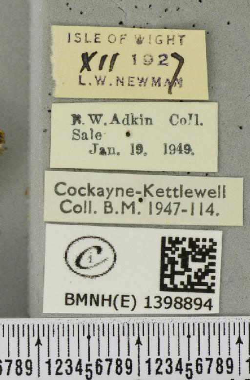 Poecilocampa populi (Linnaeus, 1758) - BMNHE_1398894_label_189239