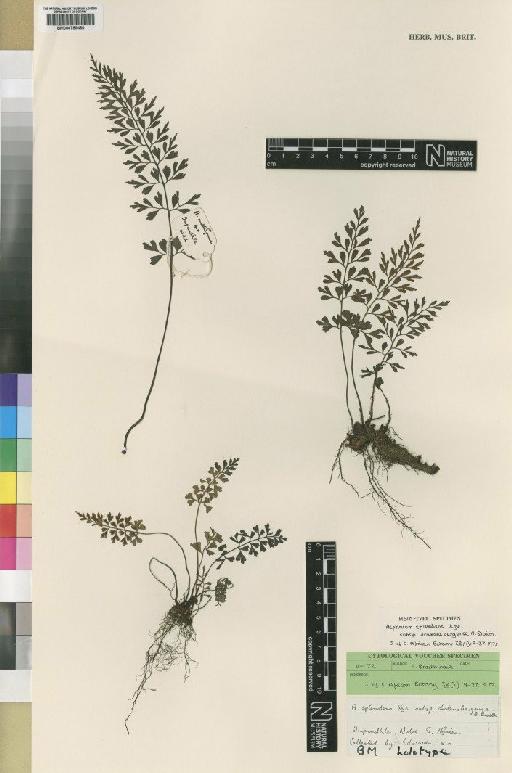 Asplenium splendens subsp. drakensbergense A.F.Braithw. - BM000785460