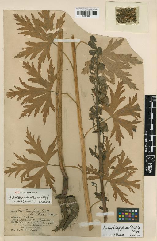 Aconitum heterophylloides (Brühl) Stapf - BM001122274