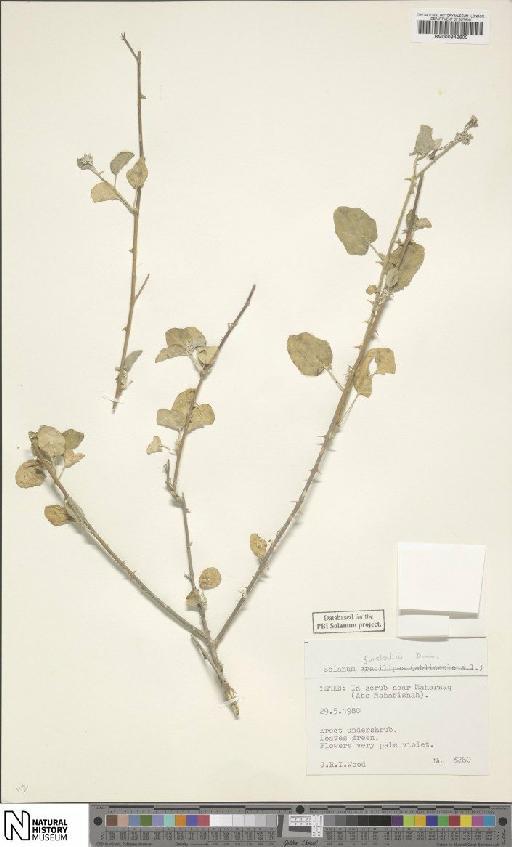 Solanum forskalii Dunal - BM000942600