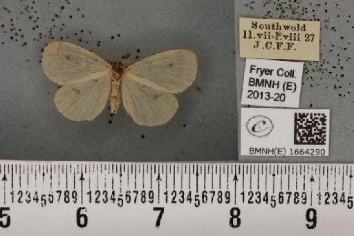 Thumatha senex (Hübner, 1808) - BMNHE_1664290_284494