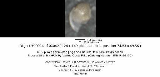 Neogloboquadrina dutertrei (d'Orbigny) - ZF7105-Globoquadrina-eggeri_obj00024_plane000.jpg