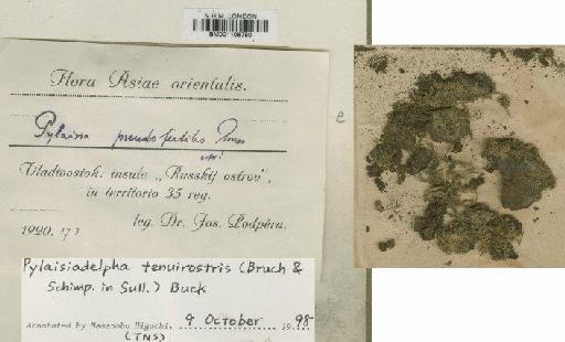 Pylaisiadelpha tenuirostris (Bruch & Schimp. ex Sull.) W.R.Buck - BM001108750