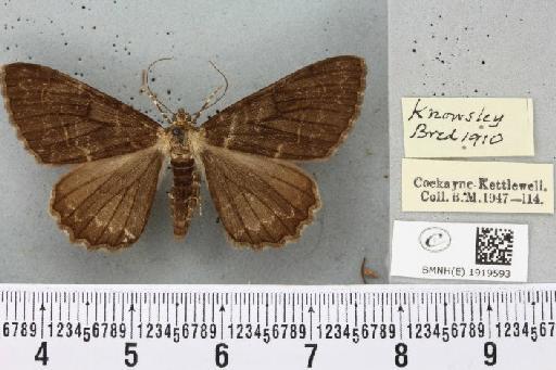 Alcis repandata repandata ab. nigra Tutt, 1896 - BMNHE_1919593_476369